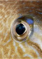   Trigger fish eye.Olympus c7070 YS60 eyeOlympus eye Olympus c-7070 7070 YS-60 YS 60  